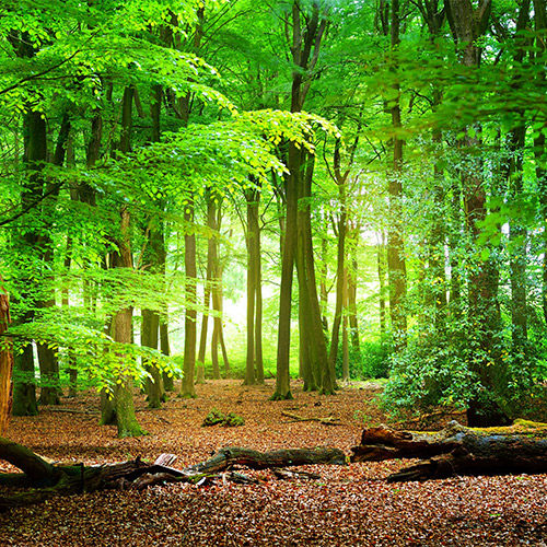 Movimento legno bosco verde