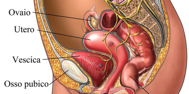 Utero basso ventre femminile anatomia