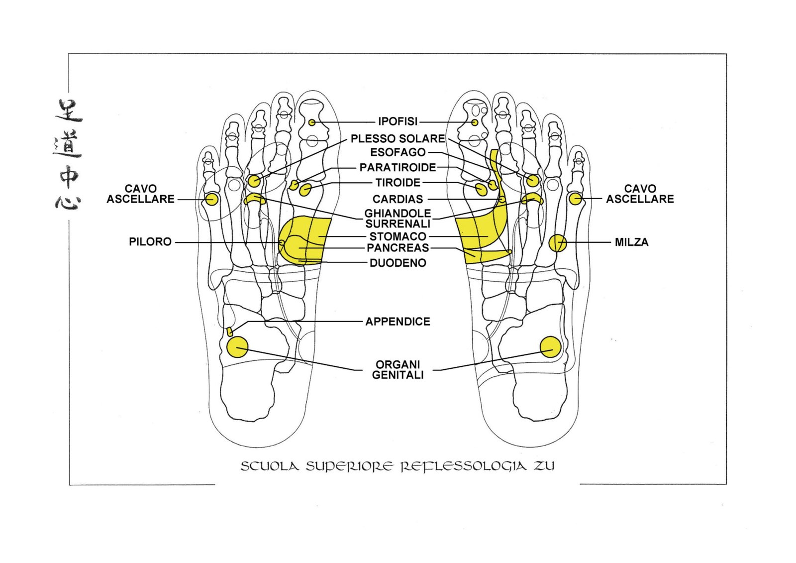 Mappa dei Piedi 4, Reflessologia Plantare Zu