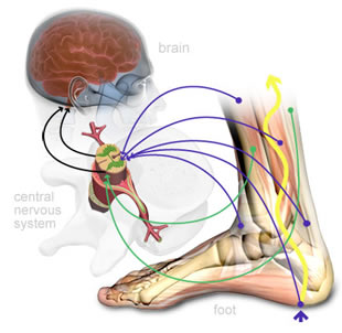 Massaggio dei piedi. Propriocezione periferica dei piedi